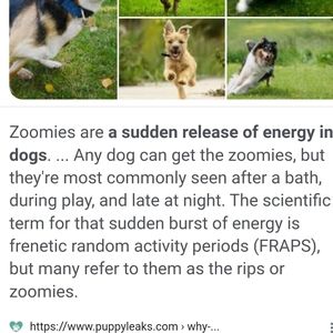 Zooomies...Its actually a normal dog thing!